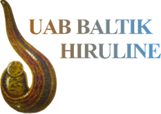 baltik hiruline
